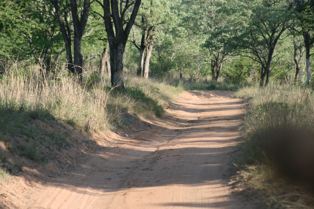 Thornybush