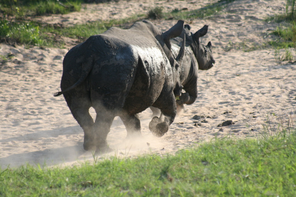 Rhinos on the run