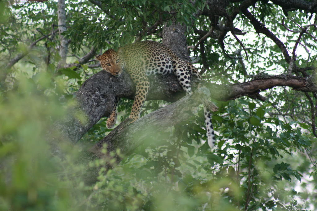 The Elusive Leopard.