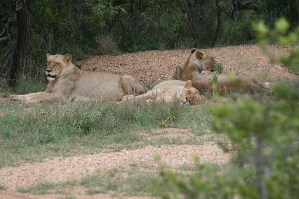 Sleepy lions