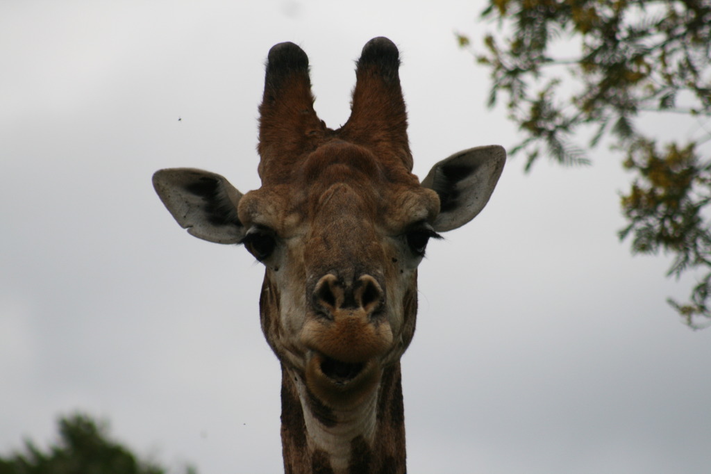 The Stately Giraffe, Runway Model in the Animal Kingdom