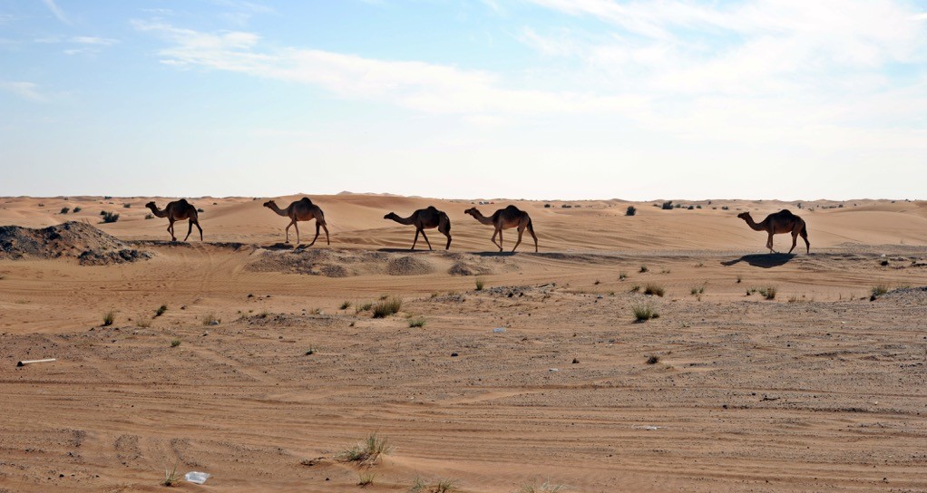 Camels spotted on the ride out of the city