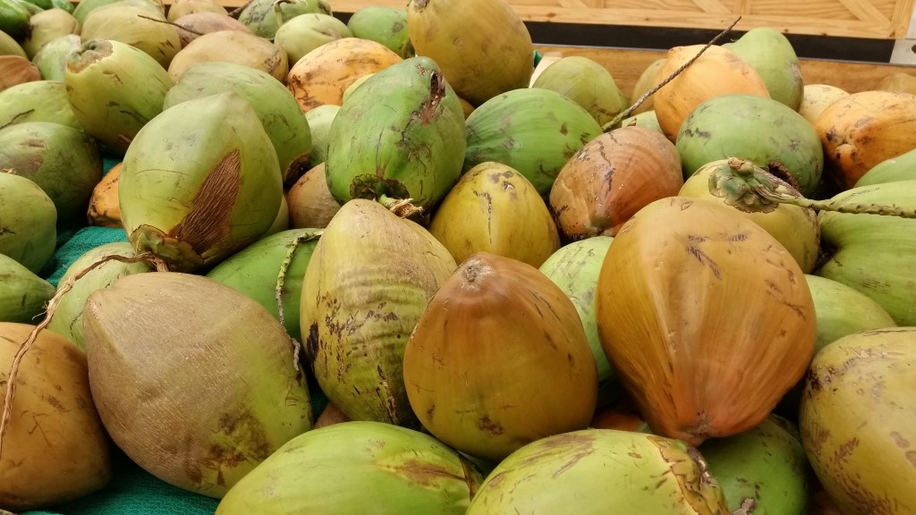 Mature Coconuts