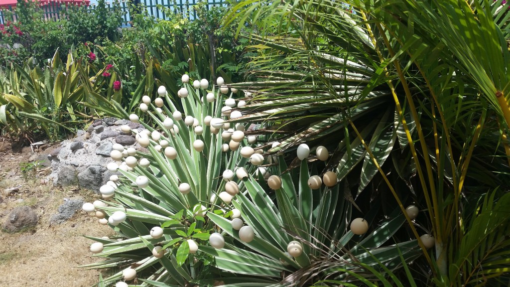 Egg plant in Charlestown, Nevis