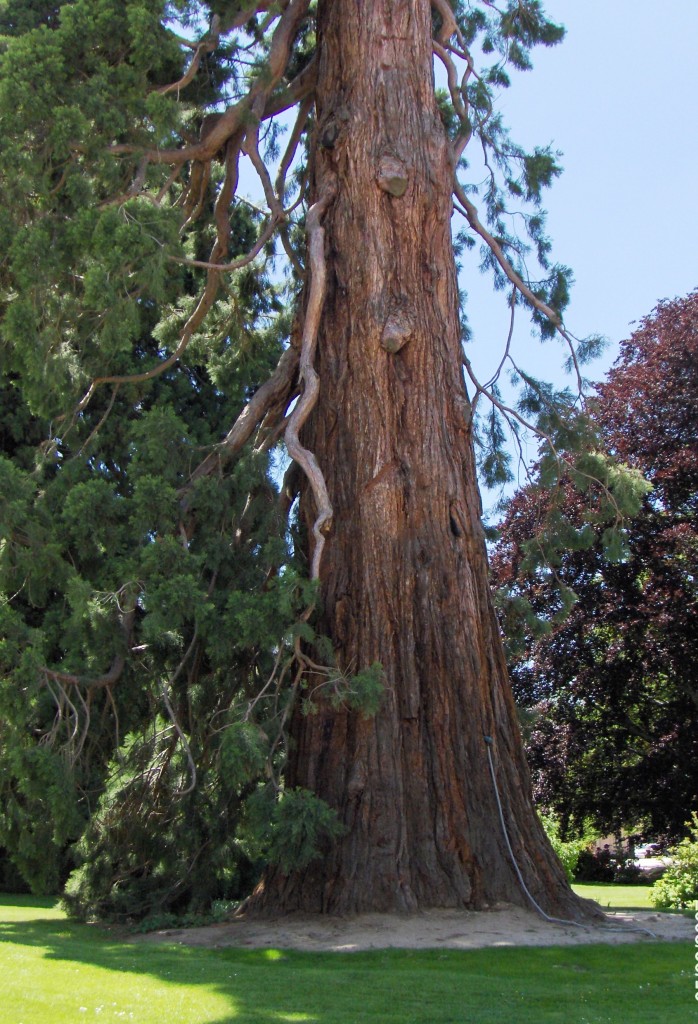 A Beautiful tree on the grounds