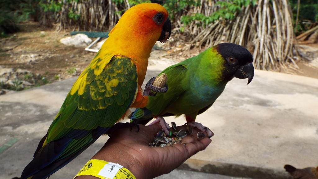 Friendly birds in the aviary at Turtle River Falls and Gardens in Ocho Rios, St. Ann