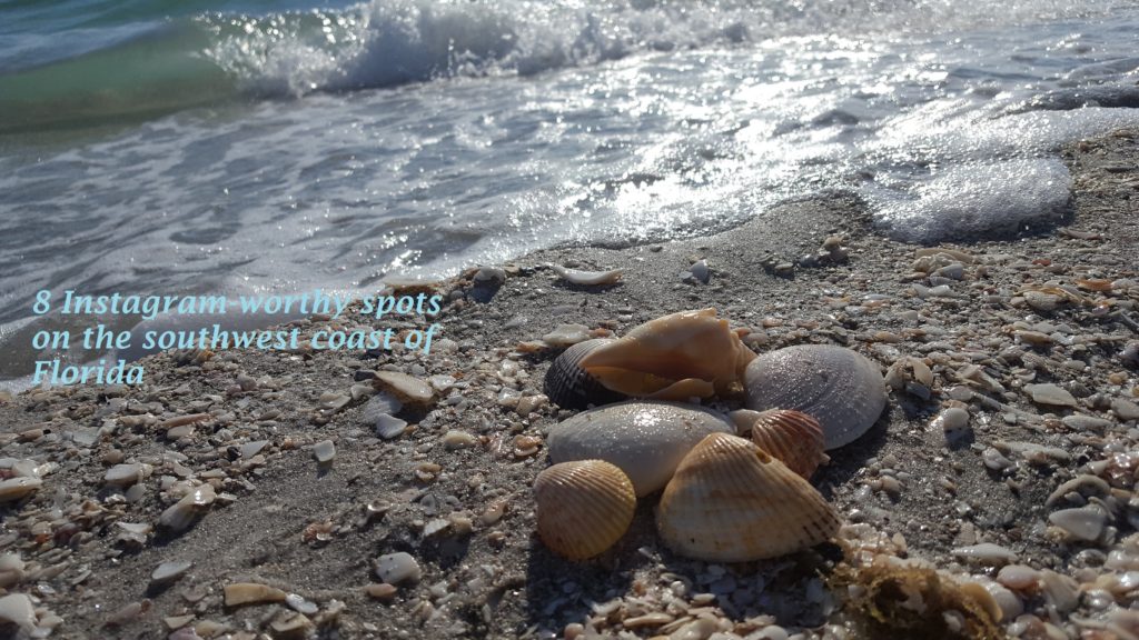 shelling-Captiva island