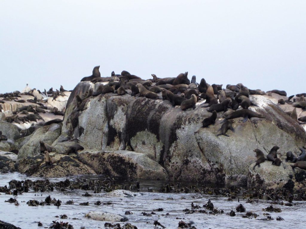 Seal Island, Hout Bay