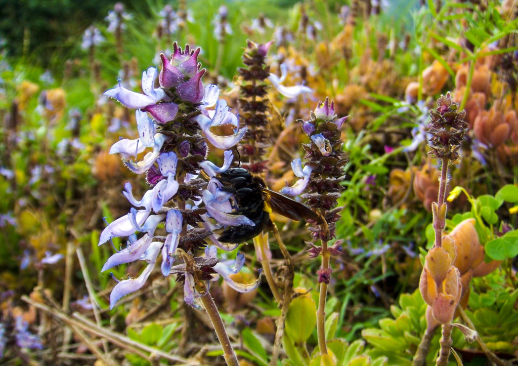 insects in south africa